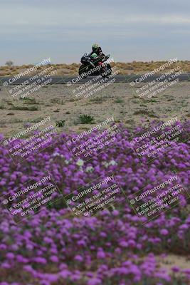 media/Jan-14-2023-SoCal Trackdays (Sat) [[497694156f]]/Turn 14 Exit Bloomig (145pm)/